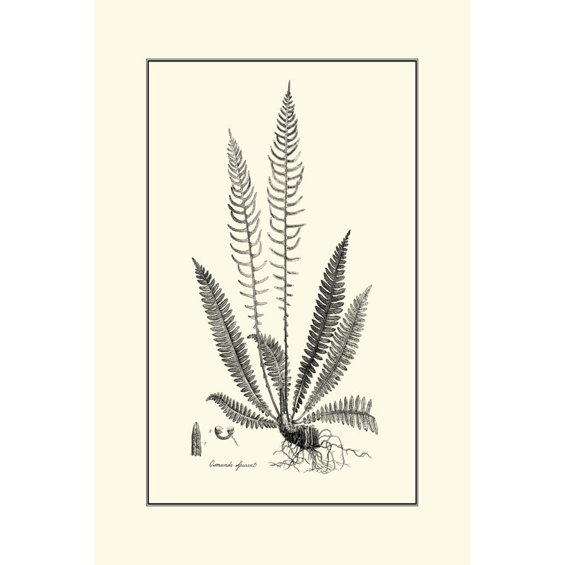 Fern I by Curtis - Wrapped Canvas Print, 46cm H x 30cm W