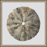 Watercolor Sea Shells 6 Print