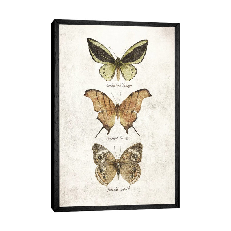 Butterflies IV by Mike Koubou - Print on Canvas, Black Framed, 66.04cm H x 45.72cm W x 3.81cm D