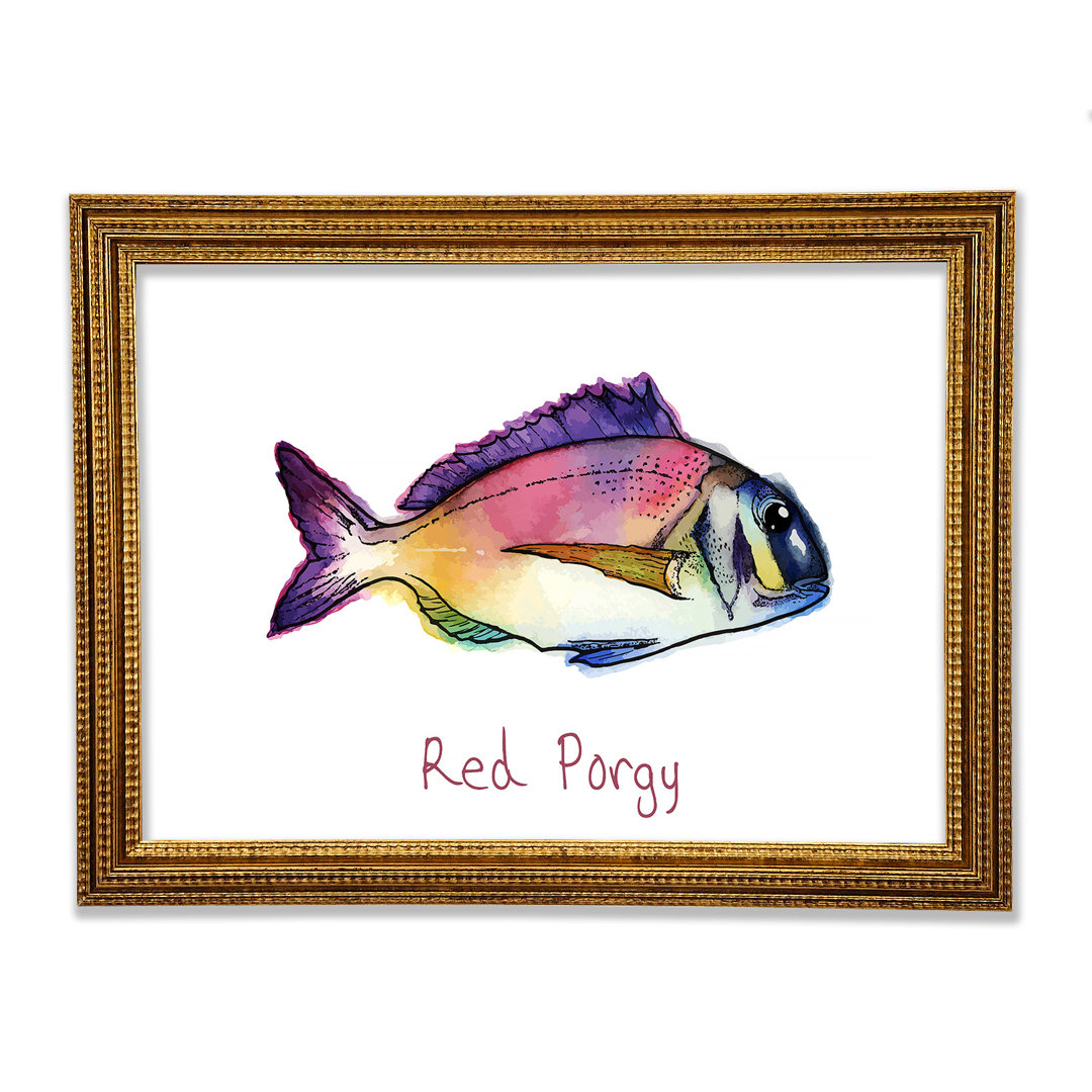 Red Porgy Rainbow Gerahmter Druck