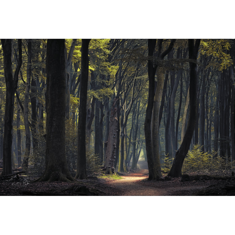 Forêt mystique, H 20 po x l 30 po