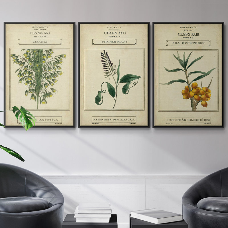 Linnaean Botany II - Ensemble de 3 reproductions encadrées sur toile, H 27 po x l 54 po x P 2 po, Noir