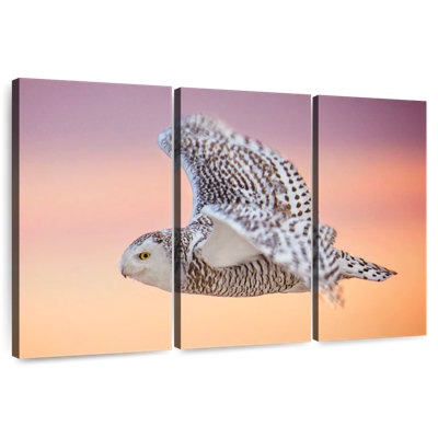 Vol silencieux de hibou