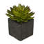 6'' Faux Echeveria (succulents) Succulent in Ceramic Decorative Vase-1945219071-1945226065