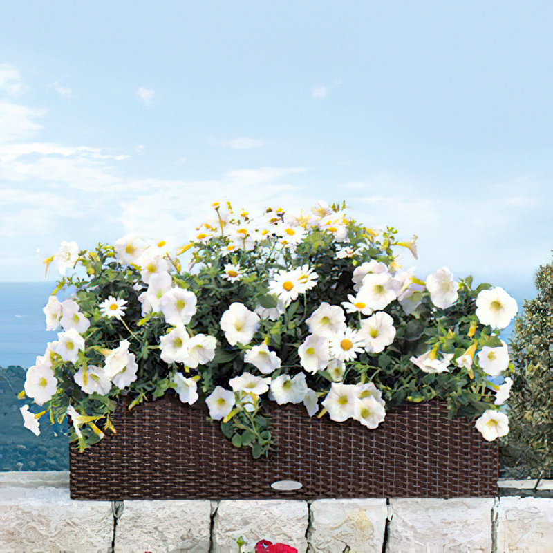 Balconera Window Box Planter, Mocha, 19 cm H x 79 cm W x 19 cm D