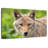 Face Of Coyote
