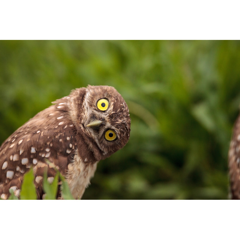 Funny Burrowing Owl by LagunaticPhoto - Wrapped Canvas Print, 30cm H x 46cm W