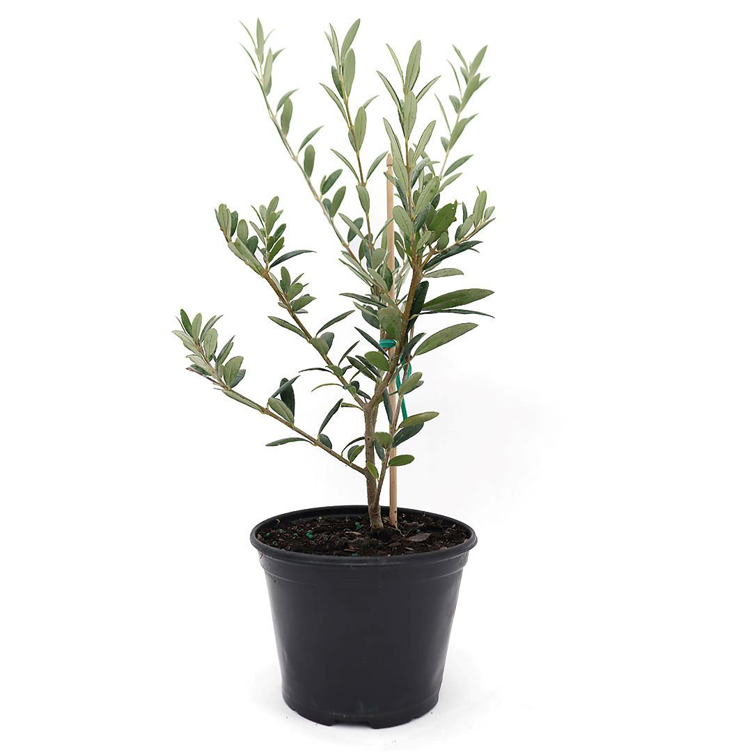 Flowering American Plant Exchange Arbequina Olive Tree, 4-Inch Pot, Self-Pollinating Plant American Plant Exchange