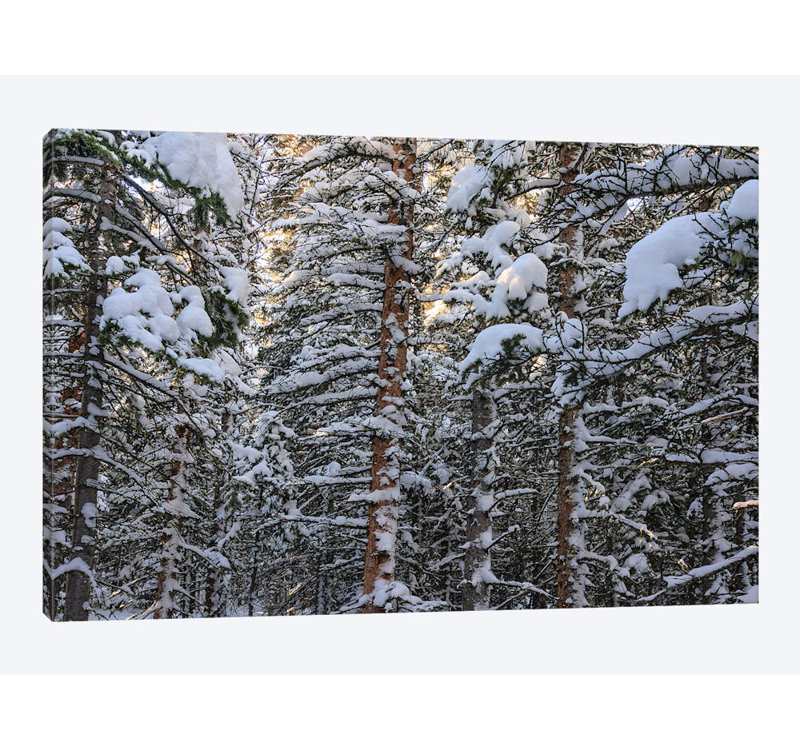 « snowbound » par bill sherrell, impression sur toile tendue, H 16 po x l 24 po x P 1 po, Papier d'art encadré noir, Blanc