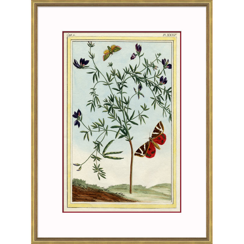 Botanique - Cadre photo, reproduction d'art sur papier