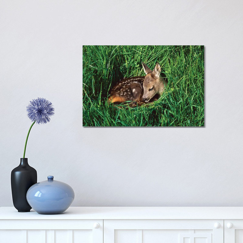 Western Roe Deer Fawn Resting in Green Grass, Germany 1 Piece Wrapped Canvas Wall Art, 30.48cm H x 45.72cm W x 1.91cm D