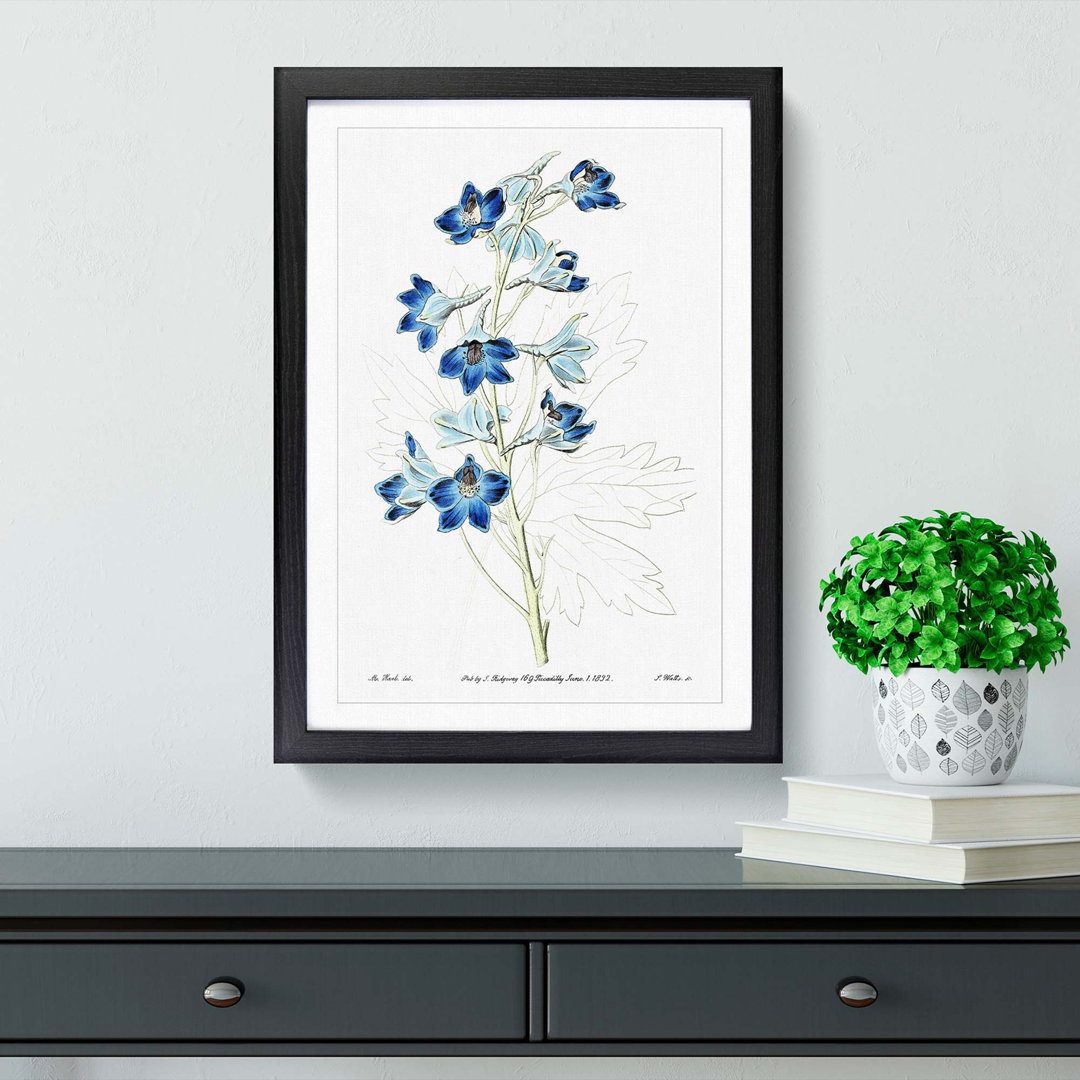 Blue Larkspur Flowers - Framed Print