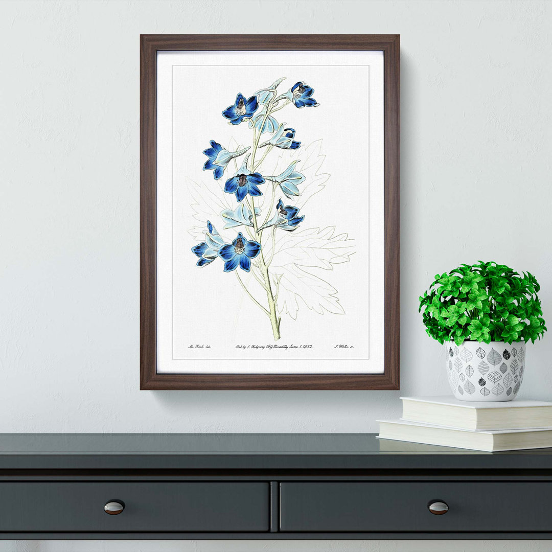 Blue Larkspur Flowers - Framed Print