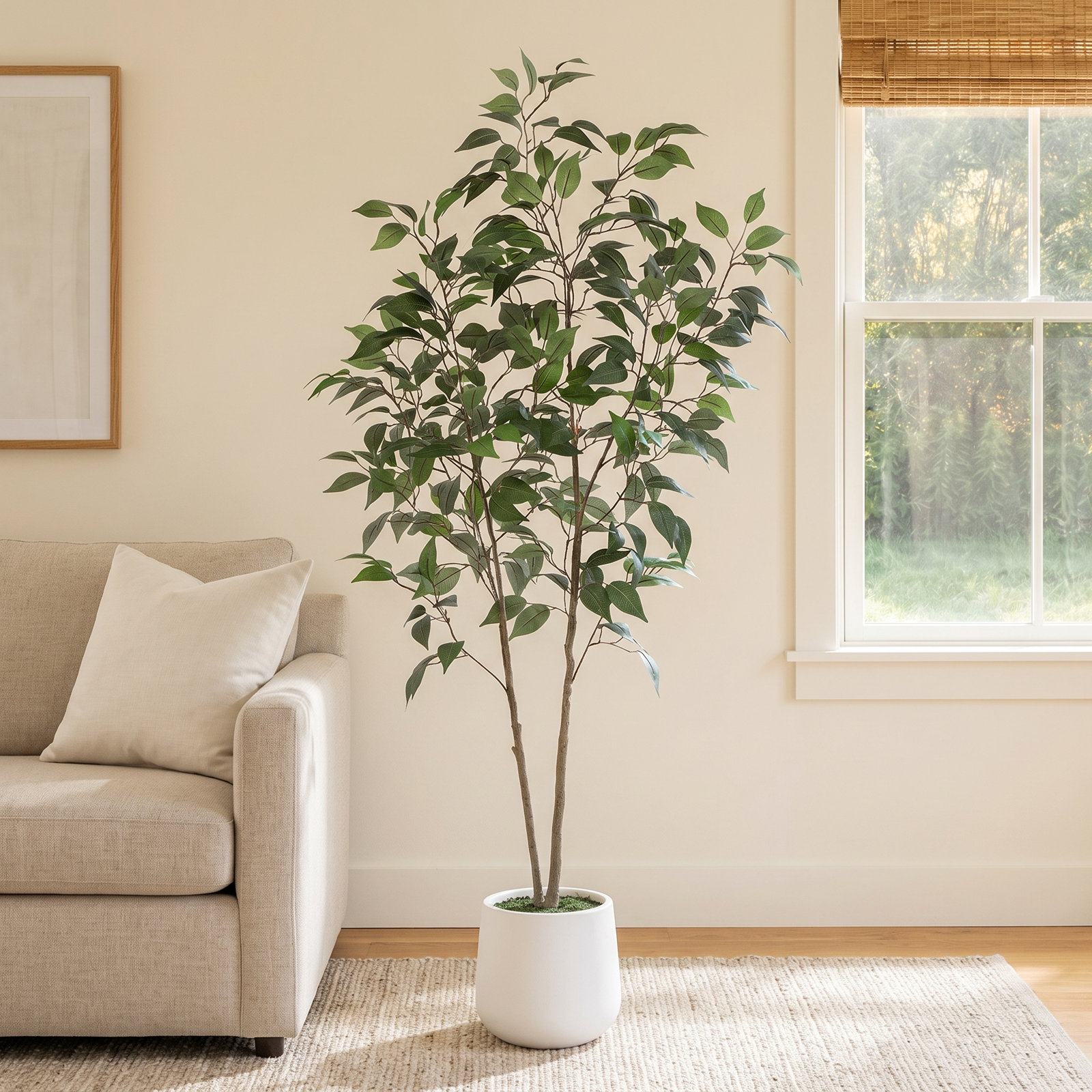Agostino Ficus Tree in Pot, 60" H x 20" W x 20" D