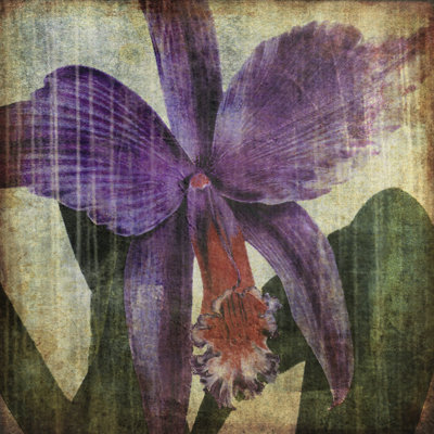 Pacific Orchid II - Wrapped Canvas Art Prints