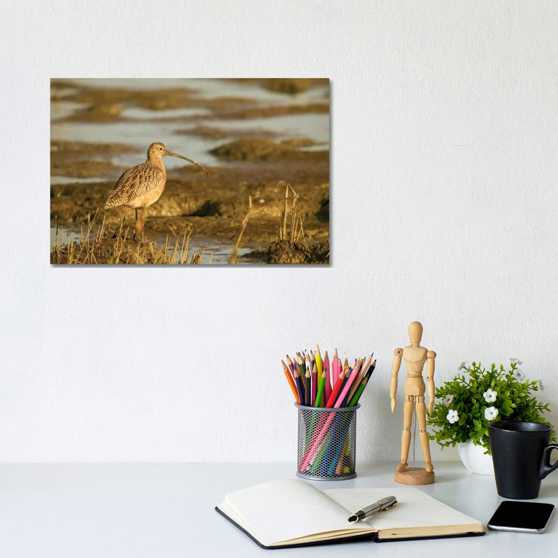 Long-Billed Curlew Walking In A Tidal Mudflat, Palo Alto Baylands Nature Preserve, California, USA by Janet Horton - Wrapped Canvas Print