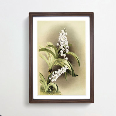 Magnolia Flowers Illustration Tab. 30 by Frederick Sander - Picture Frame Painting Print