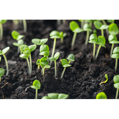 " Basil Sprouts Have Sprouted In The Ground " by Vasiliybudarin