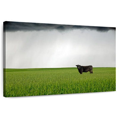 Brampt Angus Cow
