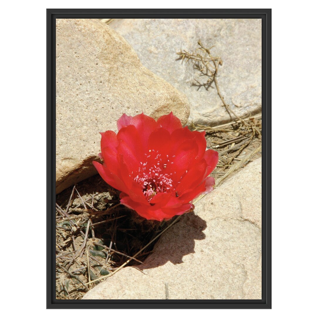 Gerahmtes Wandbild rote Kaktusblüte zwischen Steinen