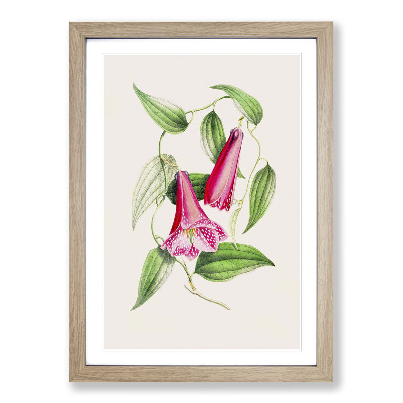 Illustration of Spotted Pink Flowers - Picture Frame Graphic Art Print, 36cm H x 27cm W x 2cm D, Oak Framed