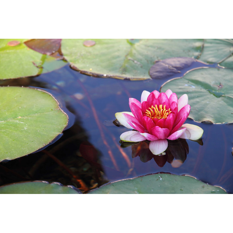 Nénuphar - photographie sur toile tendue, H 32 po x l 48 po