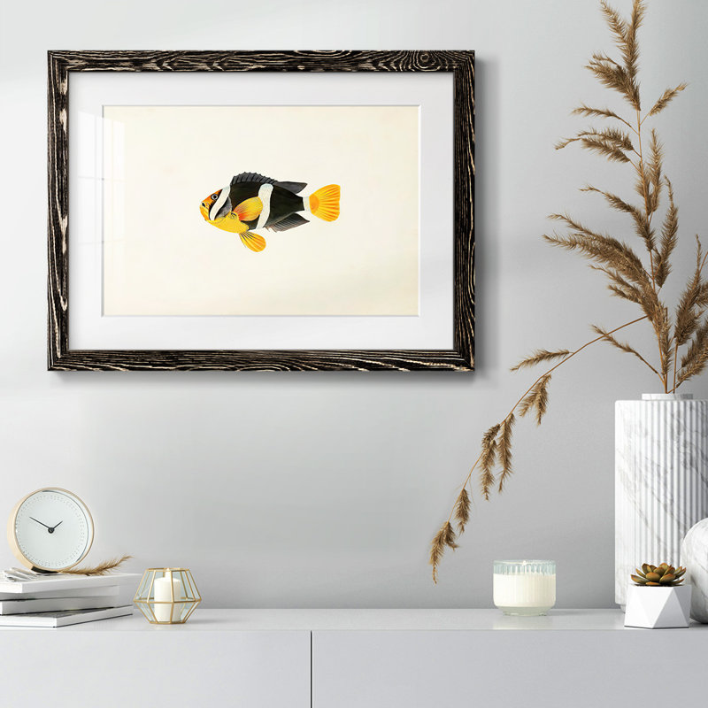 Collection de poissons tropicaux II, Noir, H 14 po x l 20 po