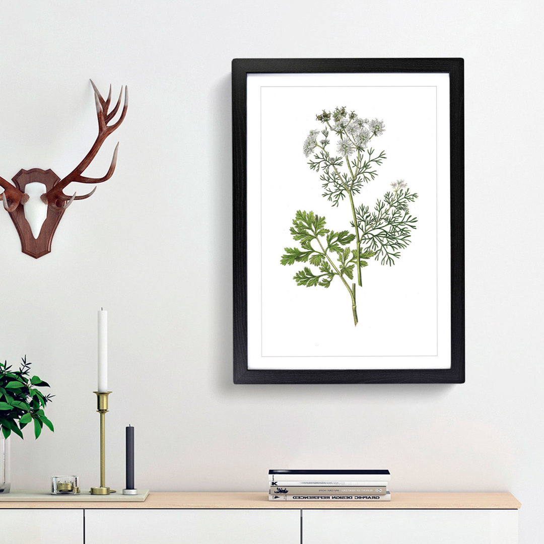 Coriander Flowers Illustration - Picture Frame Painting Print
