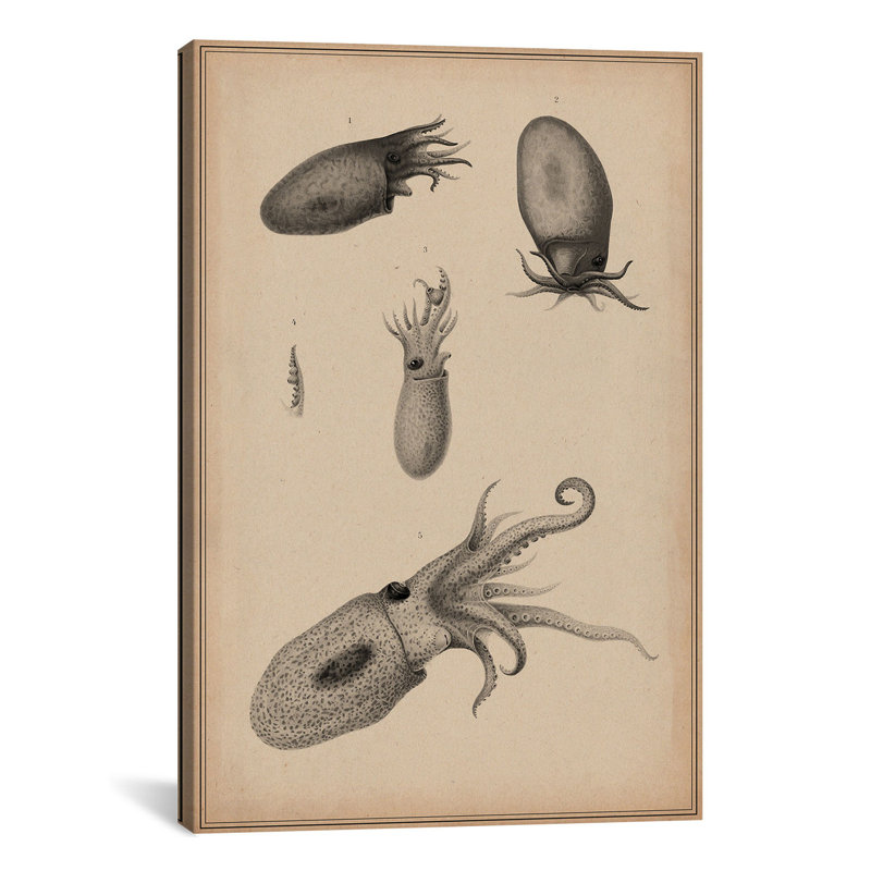 «Animal Curiosity Octopus Die Cedhalopoden», impression sur toile, H 40 po x l 26 po x P 1,5 po, Toile tendue, Pas de tapis