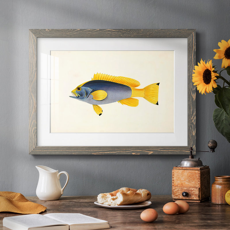 Collection de poissons tropicaux V, Gris, H 14 po x l 20 po