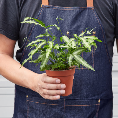 House Plant Shop Live Fern Plant Low Maintenance Plant Rattan