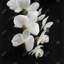 Beautiful Orchids - Flowers-120118762