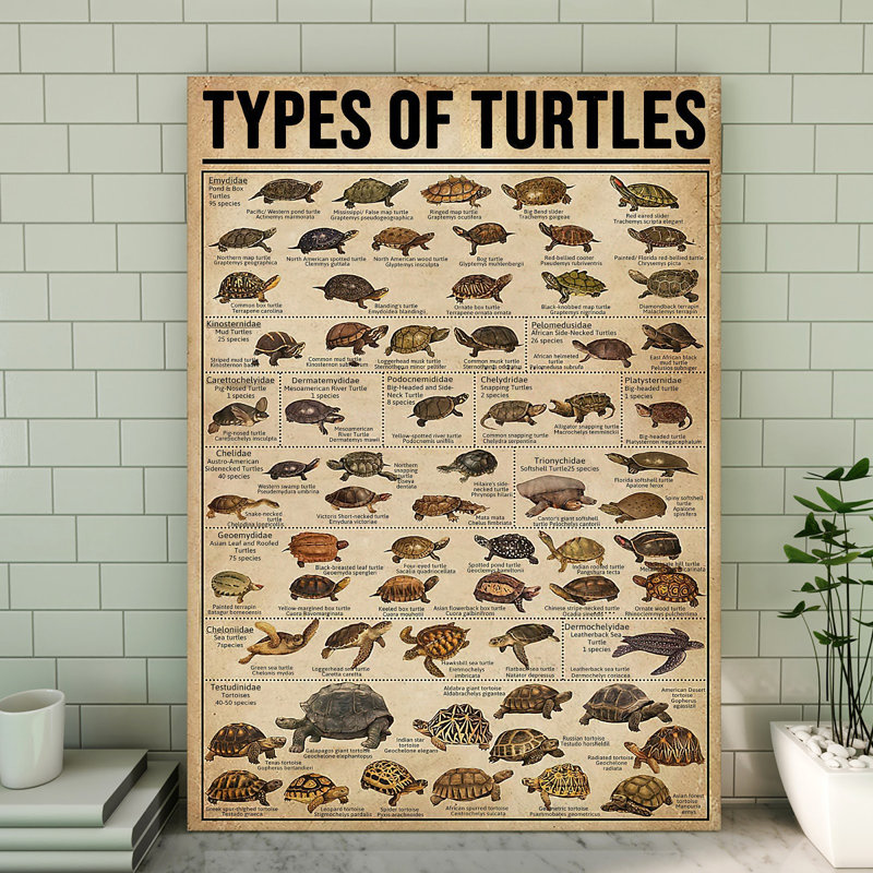 Types de tortues, toile tendue sur toile - Reptile, illustration nautique animalière, décoration intérieure brune et noire