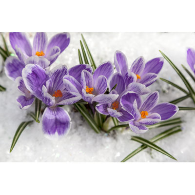 " Snowdrops In The Snow "
