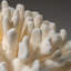 Genuine White Cat's Paw Coral (5.5 Lbs)