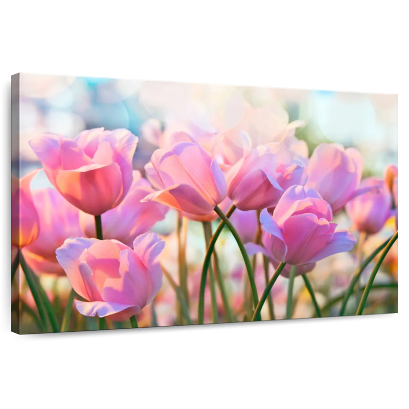 Harnek, belles tulipes roses