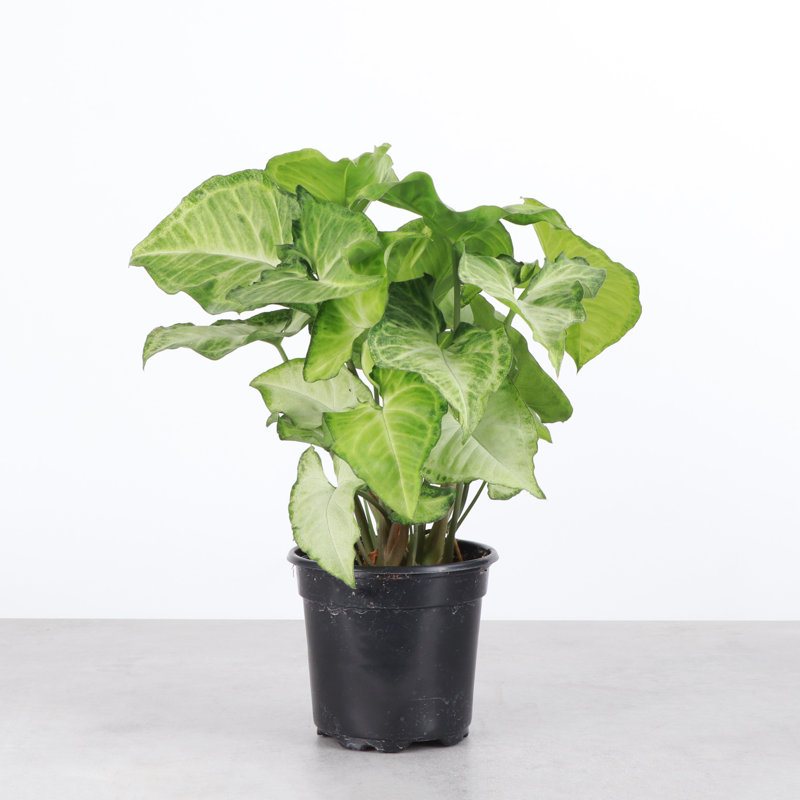 Live White Butterfly Plant, 11" H x 4.5" W x 4.5" D