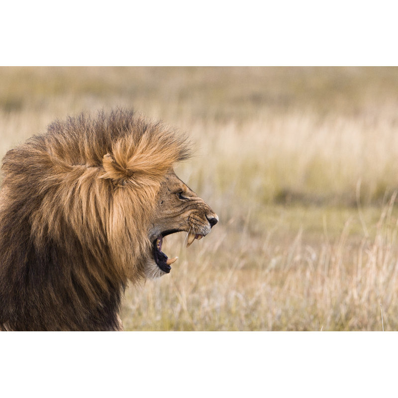 «Roaring mâle lion» par LUNAMARINA - Photographie sur toile tendue, L 18 po x H 12 po