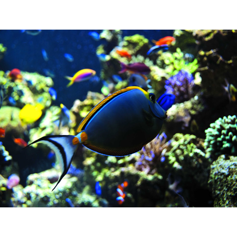 Blue Fish - Wrapped Canvas Print, 12" H x 16" W