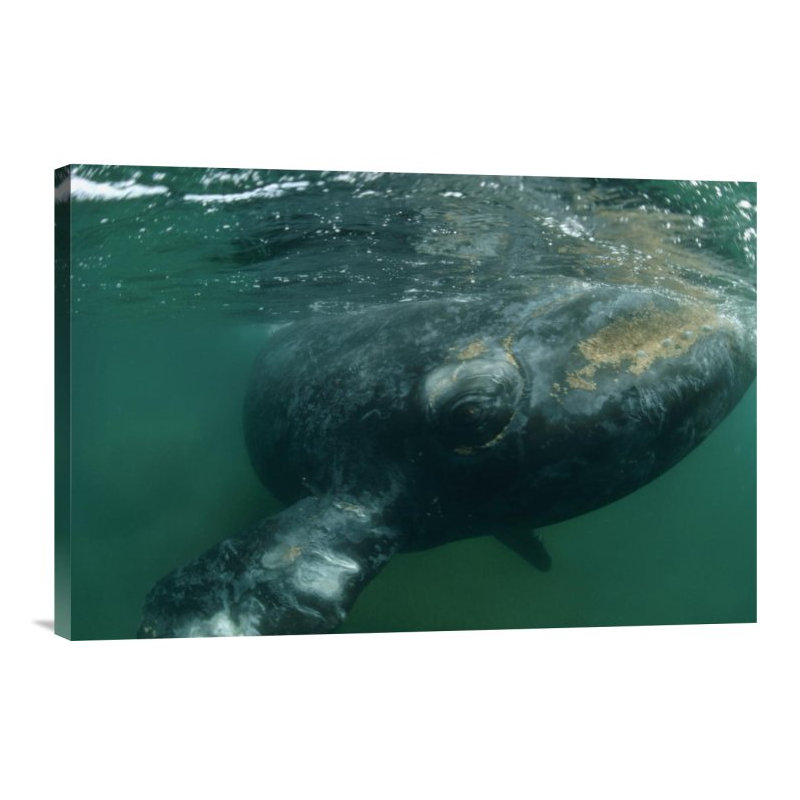 " Southern Right Whale Close Up, Underwater Near Surface, Argentina ", 12" H x 18" W x 1.5" D, Wrapped Canvas
