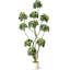 Parasol artificiel Schefflera