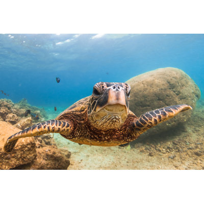 Saguaro Turtle - Wrapped Canvas Print
