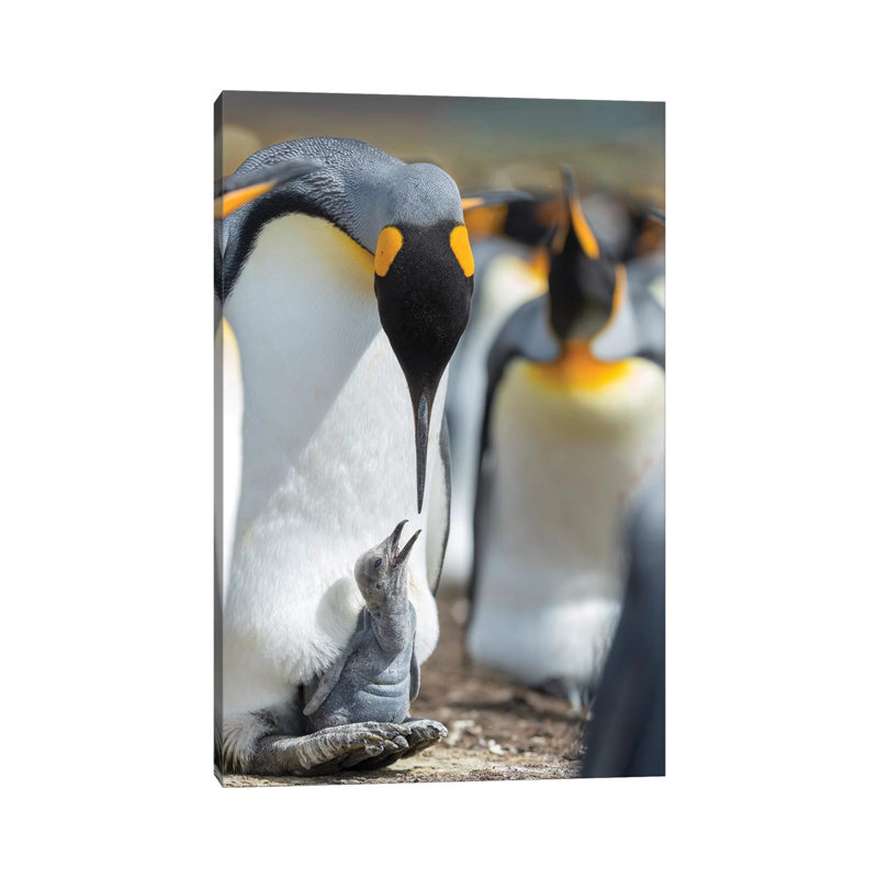 King Penguin Chick Begging For Food While Resting On The Feet Of A Parent, Falkland Islands. by Martin Zwick - Wrapped Canvas Print