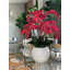 Phalaenopsis Orchid Floral Arrangement in Pot-1766237183
