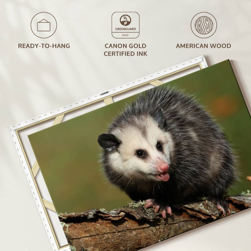 Brampt Angry Opossum, 20" H x 30" W