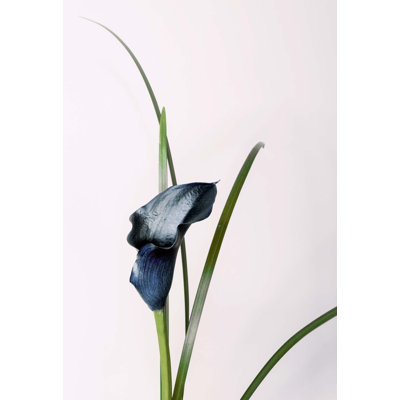 Calla Lily 1 (Blue) Photographic Print Canvas