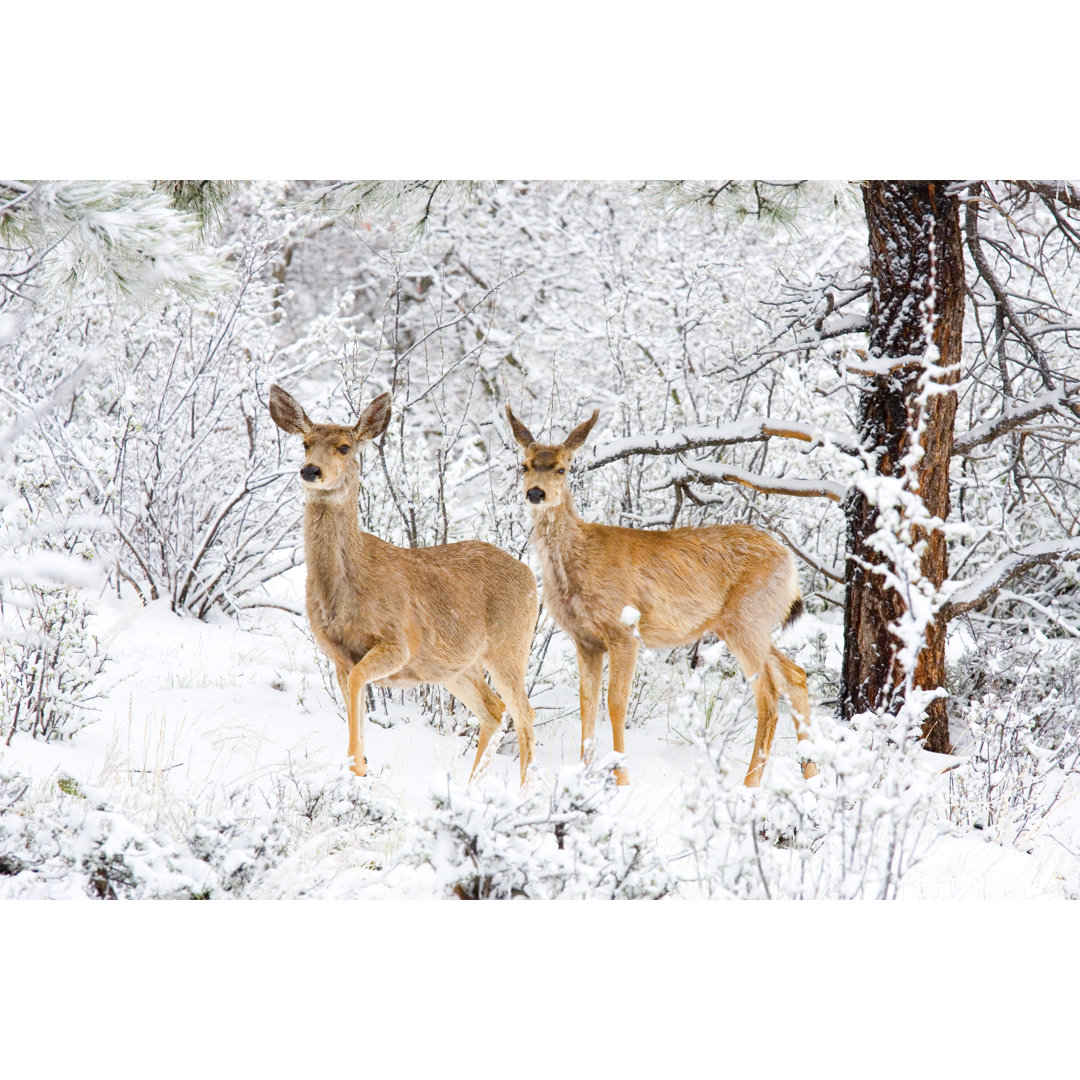 Maultierhirsch im Schnee von SWKrullImaging - Drucken