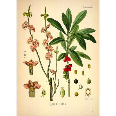 Botanical 94