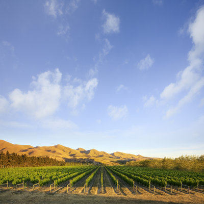 Vineyard In Canterbury - Wrapped Canvas Print