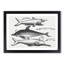 Shark and Dolphins by Thomas Astley - Picture Frame Drawing Print-55619327-55619328